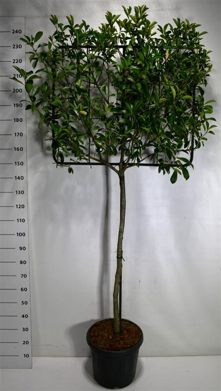 Glansmispel – Photinia fraseri 'Carré Rouge' - C45 120 cm. Stam Leivorm